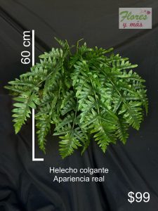 helecho colgante